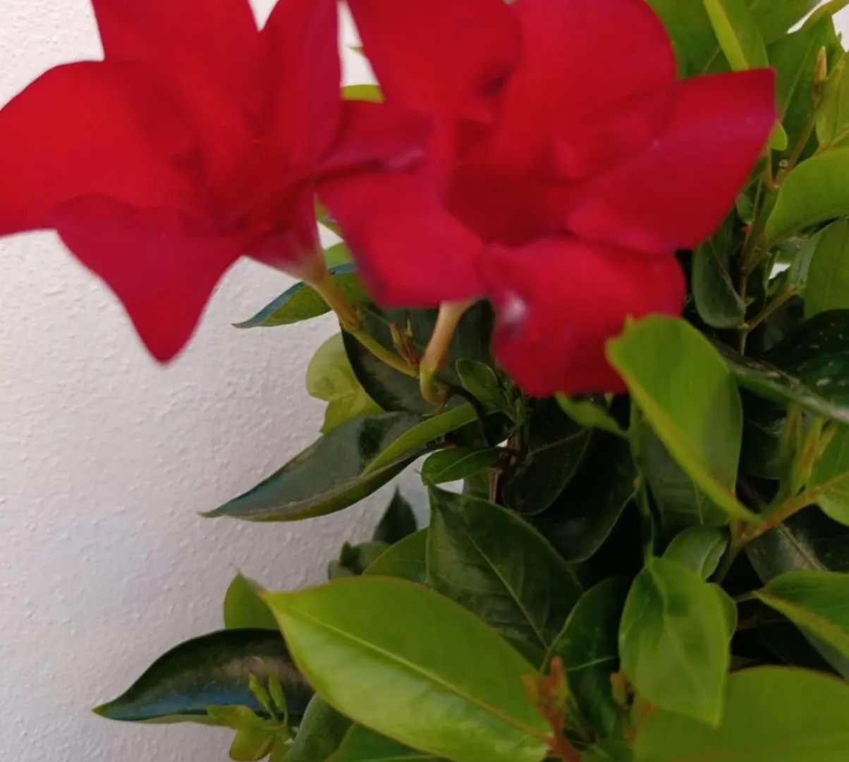 Casa Carmela Axarquia Villa Málaga Spanje